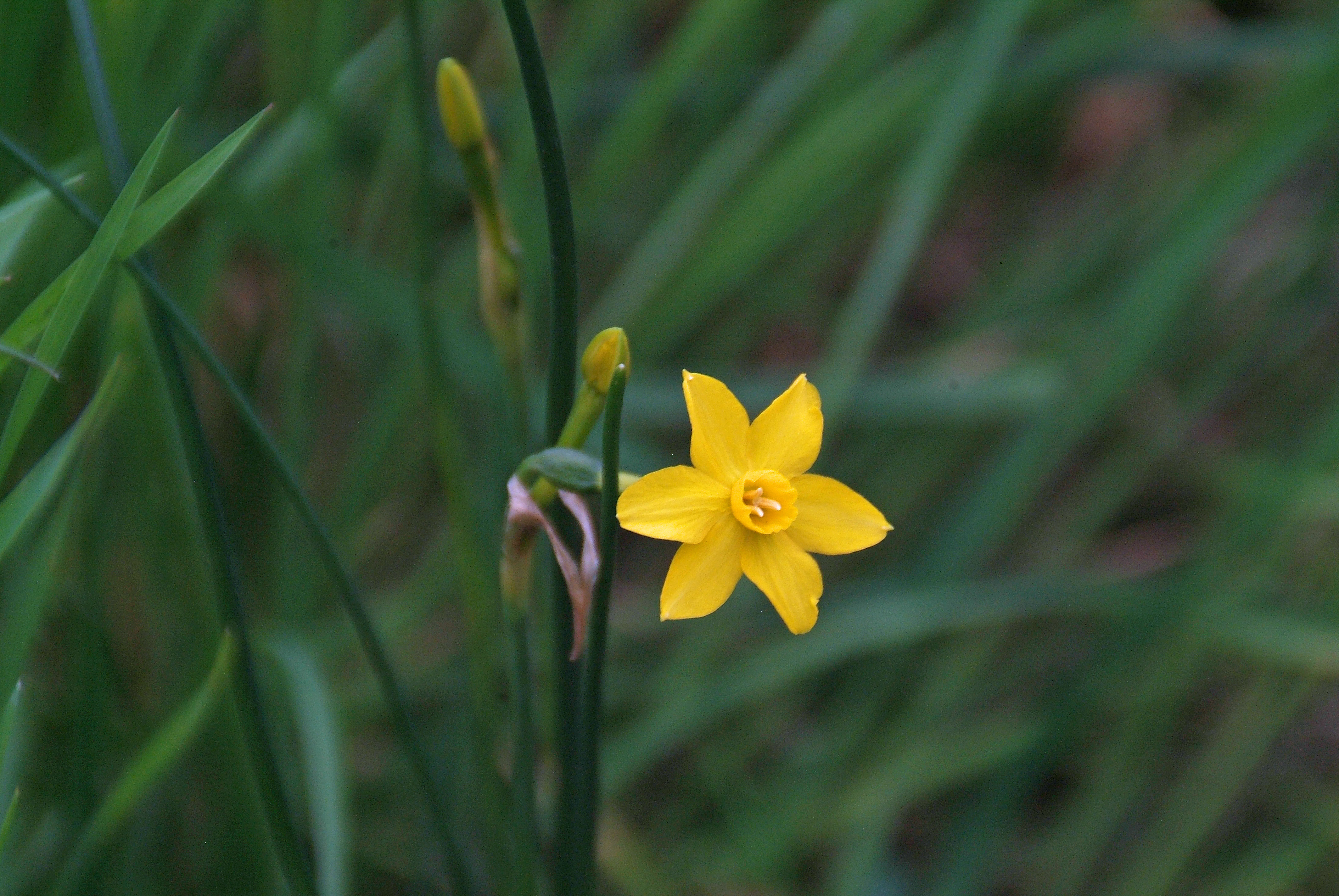 Narcissus 'Simplex'Jonquille bestellen